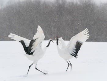 タンチョウ - 鶴居村のシンボル